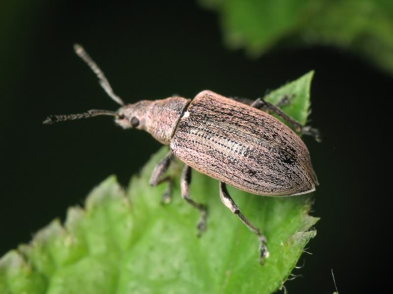 Phyllobius pyri (Linnaeus, 1758)
